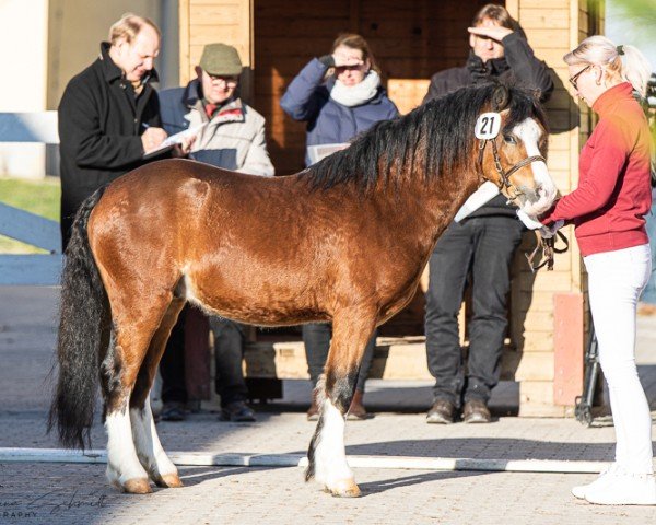 Pferd Düsselhofs Bailey's on ice (Welsh Mountain Pony (Sek.A), 2020, von Penymorfa Bailey)