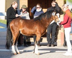 horse Düsselhofs Bailey's on ice (Welsh mountain pony (SEK.A), 2020, from Penymorfa Bailey)