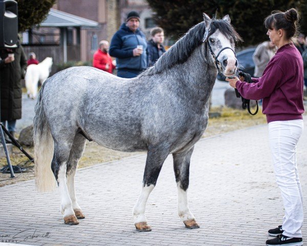 horse Peterbachs Champion (Welsh mountain pony (SEK.A), 2020, from Shamrock Classic Clearwater)