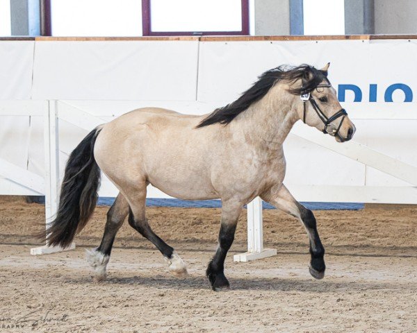 Dressurpferd Brennabor Look at me (Welsh-Cob (Sek. D), 2020, von Brennabor Lord Zandor)