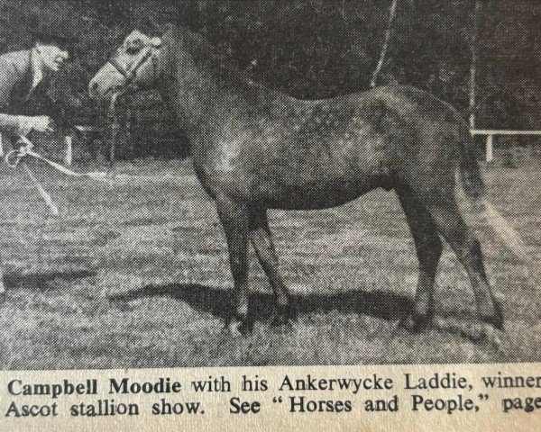 horse Ankerwycke Laddie (Welsh mountain pony (SEK.A), 1954, from Clan Dubail)