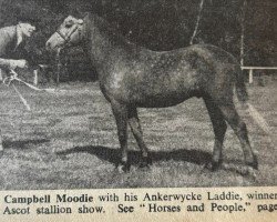 Pferd Ankerwycke Laddie (Welsh Mountain Pony (Sek.A), 1954, von Clan Dubail)