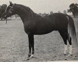 stallion Grand Royal ox (Arabian thoroughbred, 1947, from Oran 1940 ox)