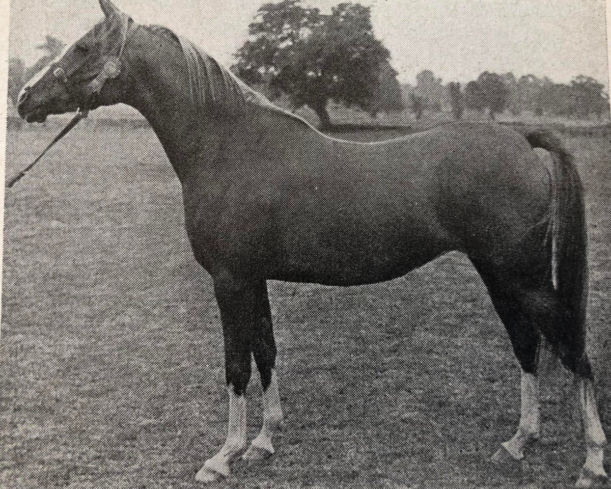 broodmare Shalina ox (Arabian purebred, 1948, from Rissam 1928 ox)