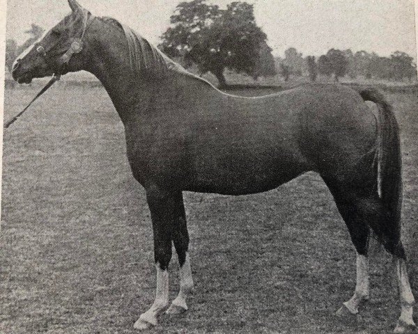 broodmare Shalina ox (Arabian thoroughbred, 1948, from Rissam 1928 ox)