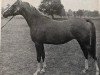 broodmare Shalina ox (Arabian thoroughbred, 1948, from Rissam 1928 ox)