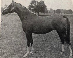 Zuchtstute Shalina ox (Vollblutaraber, 1948, von Rissam 1928 ox)