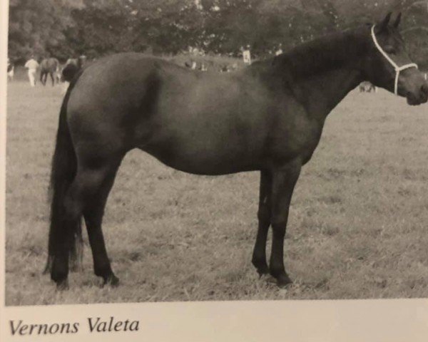 Zuchtstute Vernons Valeta (New-Forest-Pony, 1999, von Merrie Marmalade)