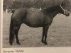 broodmare Vernons Valeta (New Forest Pony, 1999, from Merrie Marmalade)