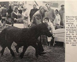 stallion Wells Viceroy (Shetland Pony, 1964, from Wells Superb)