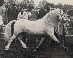 stallion Coed Coch Salsbri (Welsh mountain pony (SEK.A), 1957, from Coed Coch Madog)