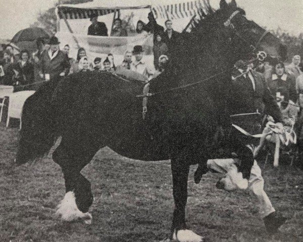 stallion Pentre Rainbow (Welsh-Cob (Sek. D), 1955, from Mathrafal)