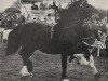 Deckhengst Pentre Rainbow (Welsh-Cob (Sek. D), 1955, von Mathrafal)