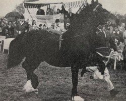 Deckhengst Pentre Rainbow (Welsh-Cob (Sek. D), 1955, von Mathrafal)