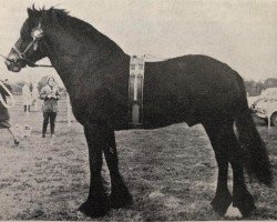 stallion Wharton Guardsman (Dales Pony, 1958, from Guards Model)