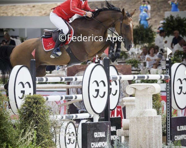 jumper Action Bellevue PS (Hanoverian, 2014, from Action-Breaker)