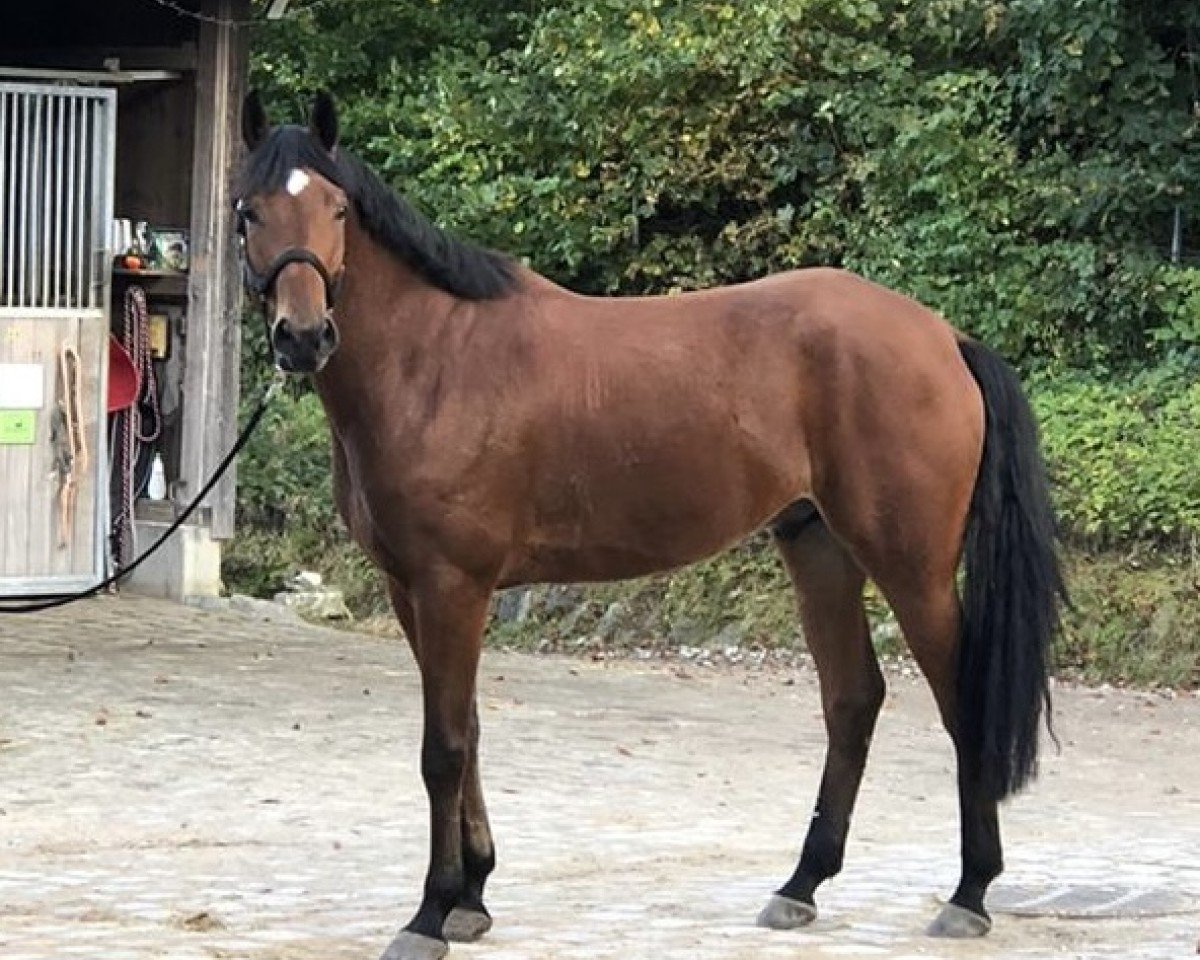 dressage horse Filou (German Sport Horse, 2020, from Birkhof's Fabritius FBW)