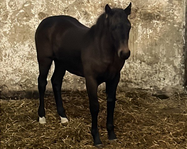 foal by Ziri (Sachs-door. Heavy Warmbl., 2024, from Lancelo)