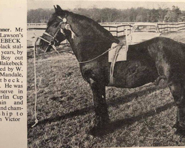 stallion Blake Beck Boy (Fell Pony, 1948, from Storm Boy)