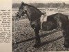 Deckhengst Blake Beck Boy (Fell Pony, 1948, von Storm Boy)