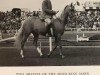 Zuchtstute Criban Fiesta (British Riding Pony, 1954, von Bwlch Valentino)