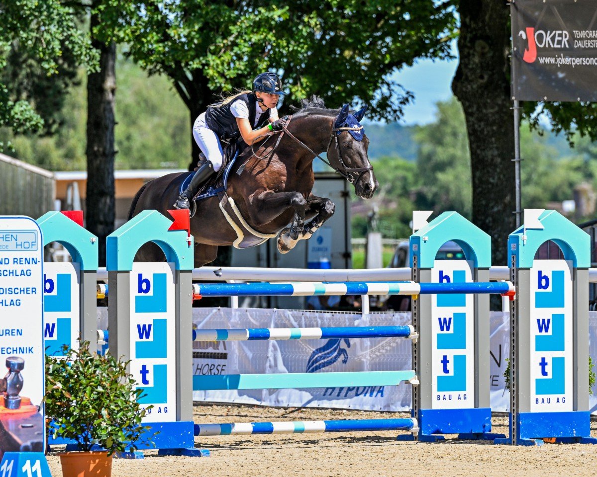 Springpferd Quick Step II (Deutsches Sportpferd, 2009, von Quality 9)