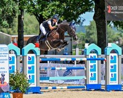 jumper Quick Step II (German Sport Horse, 2009, from Quality 9)