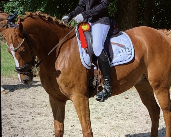 jumper Magic Crunchy (German Riding Pony, 2019, from Magic Friday B WE)