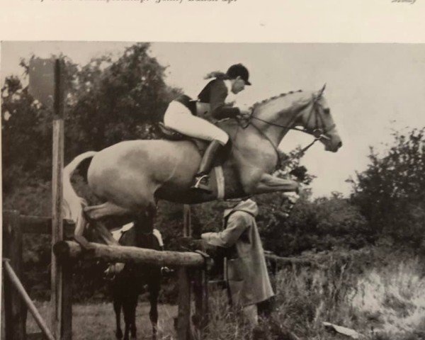 horse Catherston Moonstone (British Riding Pony,  , from Bubbly)