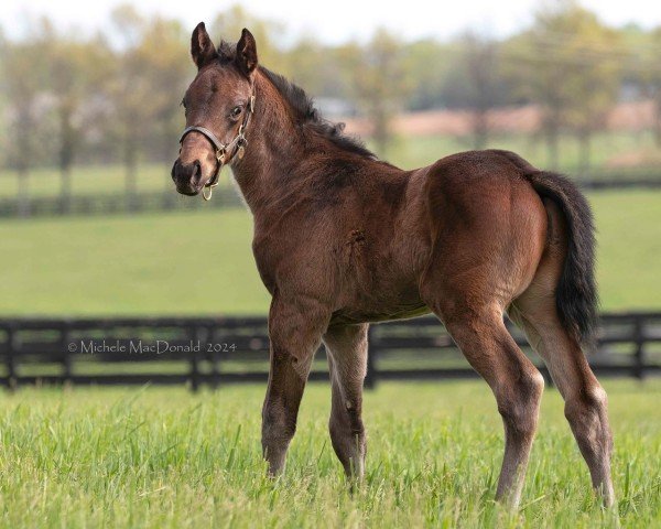 foal by Hengst von Quality Road xx (Thoroughbred, 2024, from Quality Road xx)