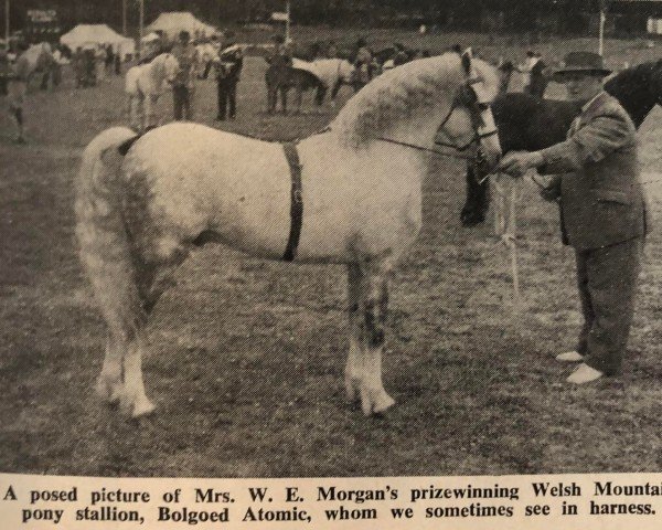 stallion Bolgoed Atomic (Welsh mountain pony (SEK.A), 1946, from Siwell Surprise)