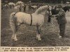 stallion Bolgoed Atomic (Welsh mountain pony (SEK.A), 1946, from Siwell Surprise)