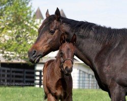 broodmare More Hennessy xx (Thoroughbred, 2007, from Hennessy xx)