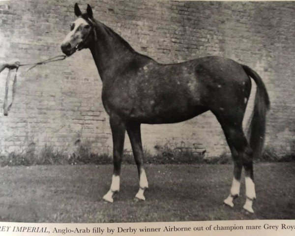 broodmare Grey Imperial x (Anglo-Arabs, 1953, from Airborne xx)