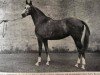 broodmare Grey Imperial x (Anglo-Arabs, 1953, from Airborne xx)