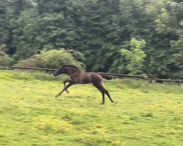 Fohlen von Glorydale (Westfale, 2024, von Glamdale WP NRW)