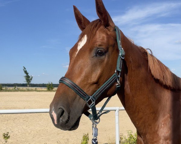 dressage horse Daryl Dixon H (German Sport Horse, 2020, from Da Vinci Dream M)