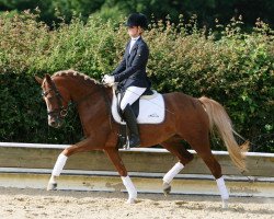 jumper Schierensees Flashback (German Riding Pony, 2009, from Playback)