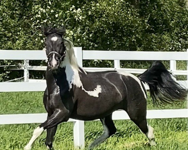 horse Lucero d'Espalmador (Andalusier, 2018)