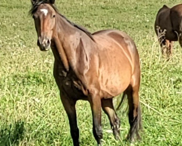 horse Violine (Russian Trakehner, 2020, from Hlodvig)