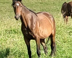 horse Violine (Russian Trakehner, 2020, from Hlodvig)