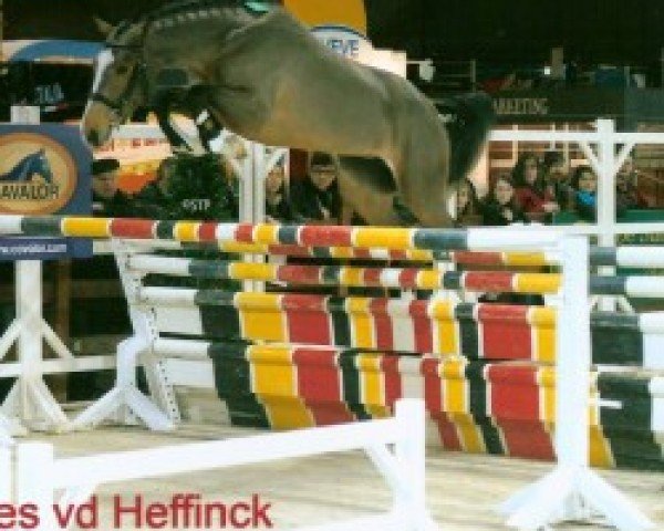 Zuchtstute Hades van de Heffinck (Belgisches Warmblut, 2007, von Pkz Contact van de Heffinck)