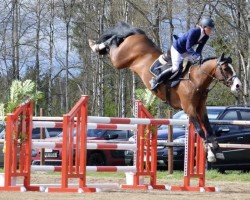 Springpferd Casanova Hastak Dwb (Dänisches Warmblut, 2013, von Cosmeo)