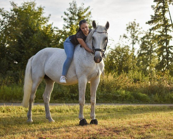 Pferd Amigo (Deutsches Sportpferd, 2005, von Amicello)