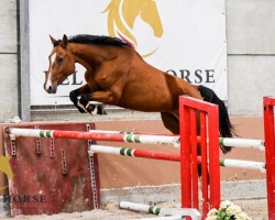 jumper Pauline Magdalon Dh (Belgian Warmblood, 2015, from Donckervoort Dh)