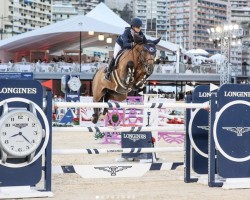 Springpferd La Perla vd Heffinck (Belgisches Warmblut, 2010, von Cooper van de Heffinck)