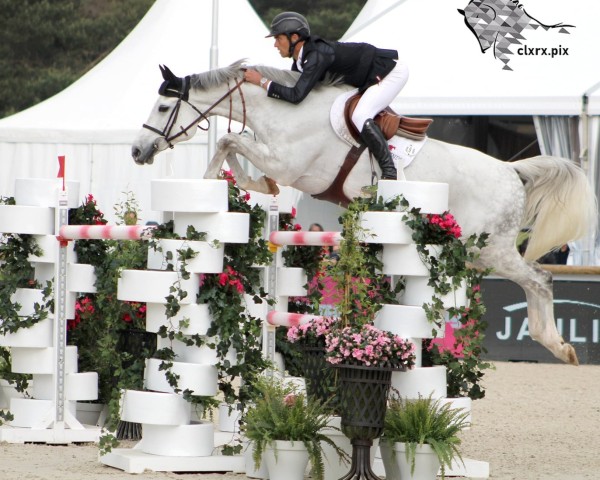 jumper Simolo de La Roque Z (Zangersheide riding horse, 2012, from Spartacus TN)