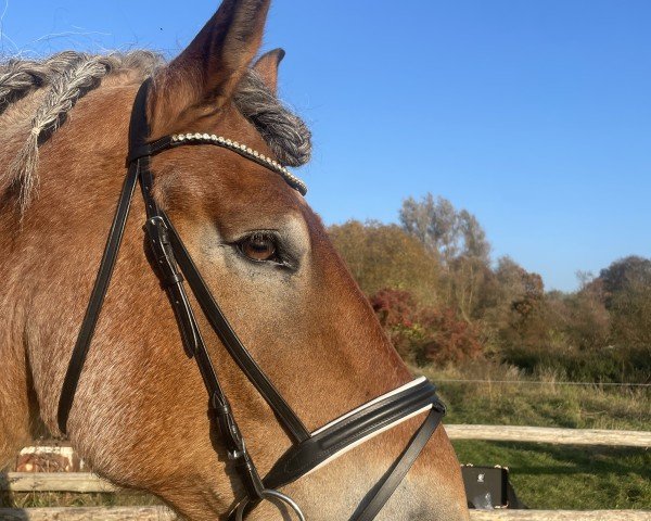 Pferd Nastro (Rheinisch-Deutsches Kaltblut, 2014, von Napoleon)