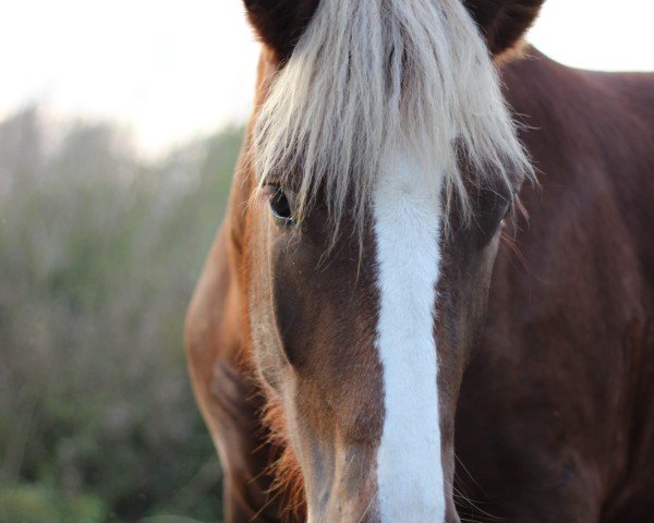 Pferd Rubina (Süddeutsches Kaltblut, 2023)