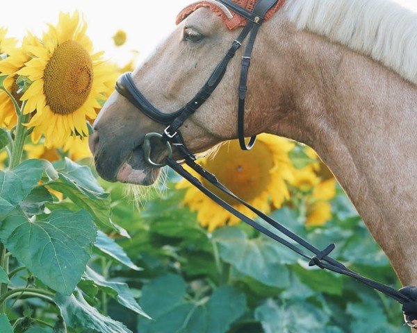 horse Skovkant's Boji (Frederiksborg, 2013, from Valentin-Vejvad)